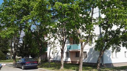 Obžagovanje drevja - Pred posegom, prebivalce je motila višina drevja ter senca. Obžagovanje drevja - Pred posegom, prebivalce je motila višina drevja ter senca.