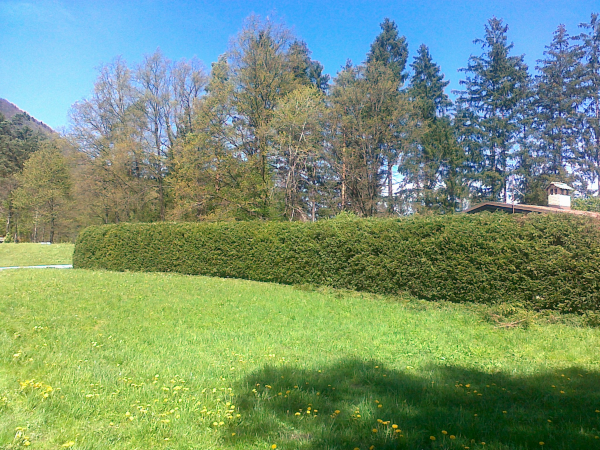 Vzdrževanje žive meje